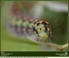Molto vagamente A. Einstein ! - Oltre i canoni della macro Molto vagamente A. Einstein ! - Oltre i canoni della macro