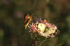 Colias crocea (f. Helice) Corteggiamento 2 Colias crocea (f. Helice) Corteggiamento 2