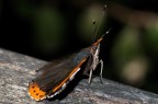 Vanessa atalanta Vanessa atalanta