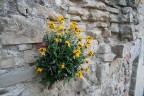 Fiore a primavera Fiore a primavera