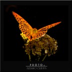 Argynnis Paphia Argynnis Paphia