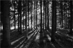 pinescape pinescape
