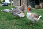 COMPAGNI DI MERENDA