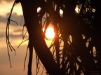 Alba Alba