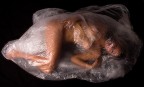 cellophane cellophane