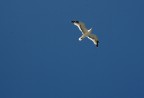 Larus argentatus Larus argentatus