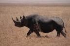 Rinoceronte Tanzania 2007