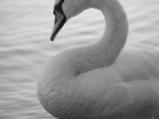 cigno1 cigno1