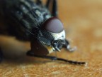 mosca mosca