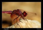 dragonfly dragonfly