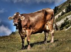 Mucca Alpina in 3D......