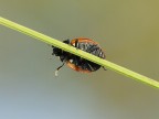 Coccinella acrobata Coccinella acrobata