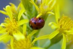 fra petali e pistilli... fra petali e pistilli...