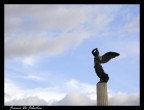Volo Volo