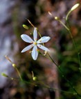 fiore fiore