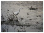 garzetta (Egretta garzetta) garzetta (Egretta garzetta)
