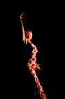 Let's dance Let's dance