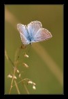 farfallina farfallina