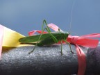 Gigante verde Gigante verde
