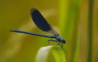 Una damigella blu... Una damigella blu...