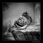 Aveva uno strano sguardo, mi fissava incuriosito... ed anch'io...

[b]Commenti e critiche, pronti? VIA![/b]