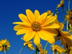 Helianthus tuberosus - Topinambur Helianthus tuberosus - Topinambur