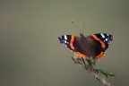 Vanessa Atalanta