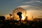 soffione al tramonto... soffione al tramonto...