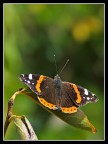 Vanessa atalanta