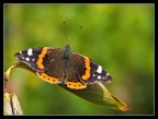 Vanessa atalanta 2