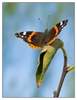 vanessa atalanta 3 vanessa atalanta 3