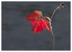 Il mio Autunno Il mio Autunno