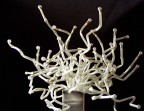 Linee di Argento