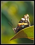 vanessa atalanta 4 vanessa atalanta 4