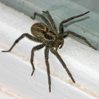 Me lo sono trovato sulla finestra : circa 3 cm. escluse le zampe, stupendamente orrendo... sar� velenoso ?