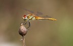 Libellula