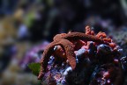 Vanitosa Vanitosa
