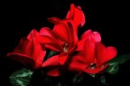 Gocce e fiori Gocce e fiori