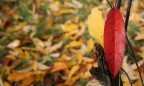 red & yellow red & yellow