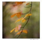 Acquerello autunnale Acquerello autunnale