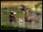 hippo family