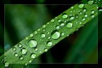 Drops Drops