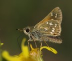 .:.: Farfallina .:.:. .:.: Farfallina .:.:.