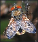 Mosca alle 7 del mattino quando  la rugiada ti permette di avvicinarti senza il pericolo che l'insetto voli via.
Niko D80..Sigma 105 + lente addizionale 4x