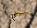 Libellula