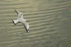 In volo sul Po In volo sul Po