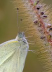 Pieris ergane Pieris ergane