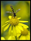 Giallo da per tutto Giallo da per tutto