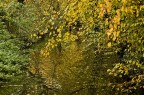 riflessi... (omaggio a monet) riflessi... (omaggio a monet)