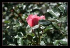 rosa delicata rosa delicata